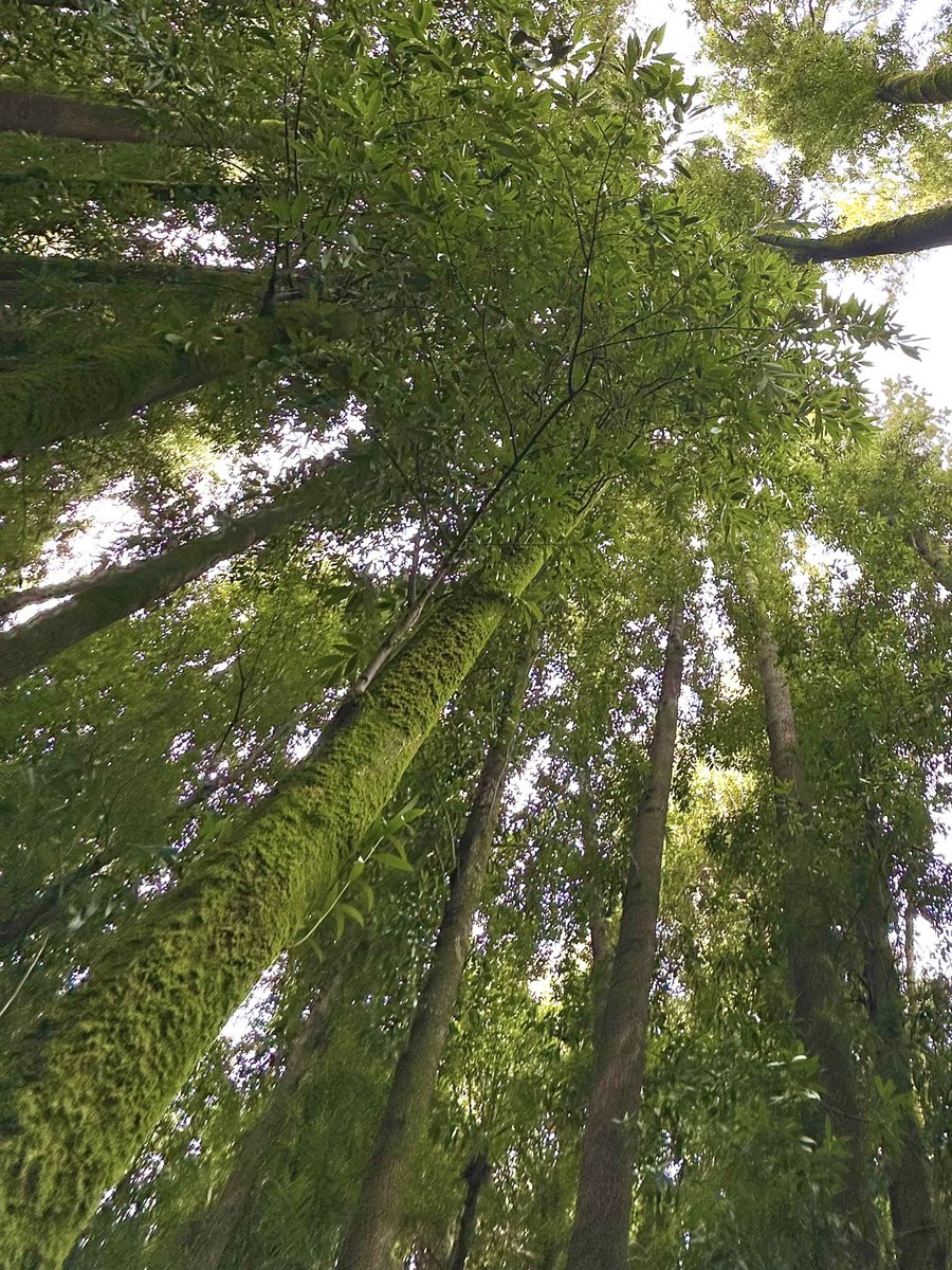 Himanshu Pandey tweet media