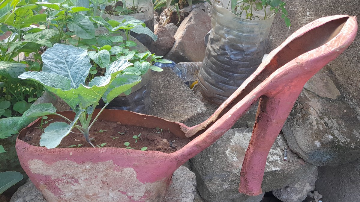 KAPCDAM4's tweet image. Two years on, the fruits of our Right to Active Parenting II project continue to flourish—courtesy of @usdc3 ! 🌱A young gardener tends to sukuma wiki in recycled bags, exemplifying sustainable skills and empowered families. #KitchenGardening #DisabilityInclusion #inclusive‑agri