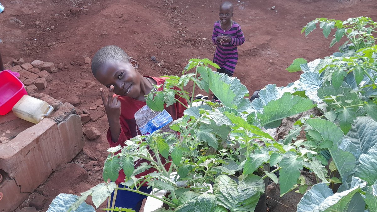 KAPCDAM4's tweet image. Two years on, the fruits of our Right to Active Parenting II project continue to flourish—courtesy of @usdc3 ! 🌱A young gardener tends to sukuma wiki in recycled bags, exemplifying sustainable skills and empowered families. #KitchenGardening #DisabilityInclusion #inclusive‑agri