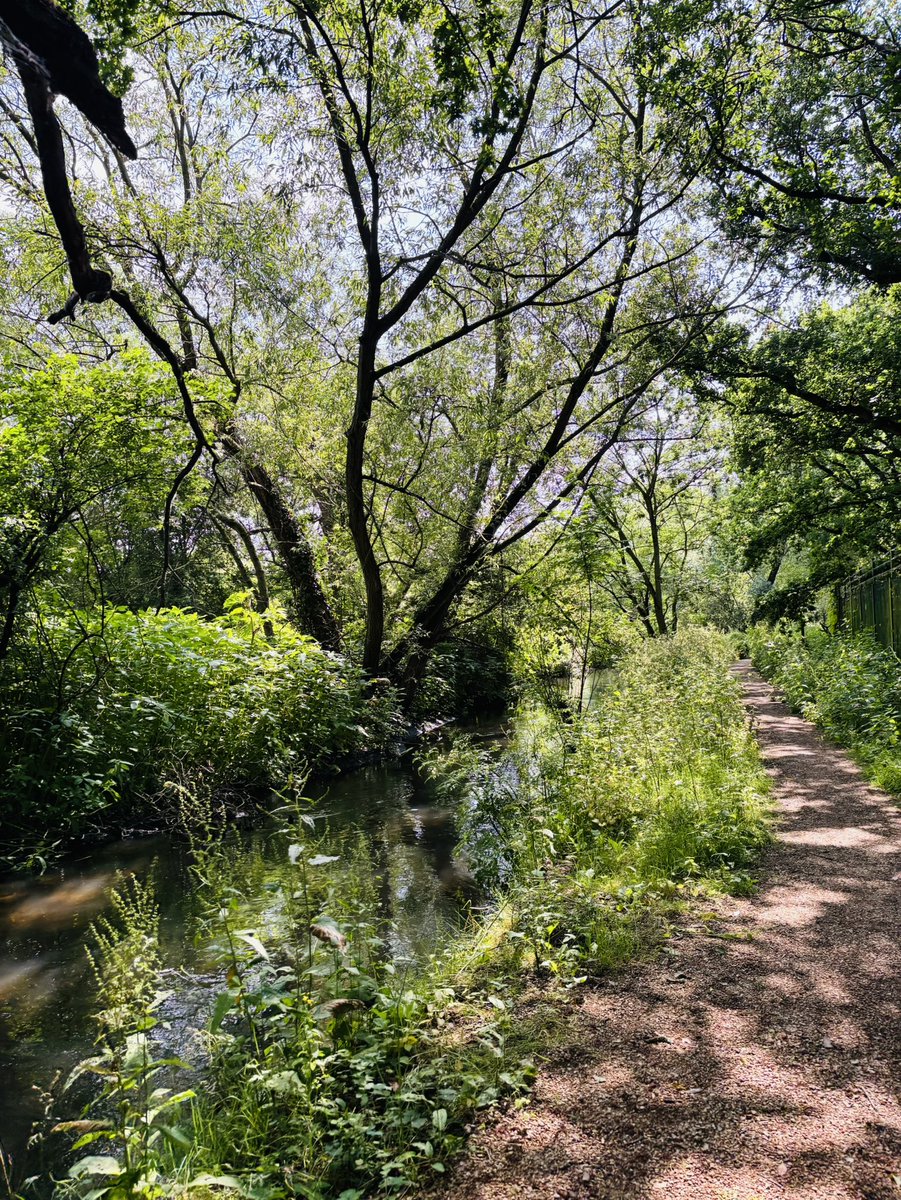 MissCDFarran's tweet image. Wondrous 14-mile hike starting in #HattonCross and ending in #HamptonCourt. Iβve never managed to see π¦ so close up until now! πππΌββοΈπ₯Ύ