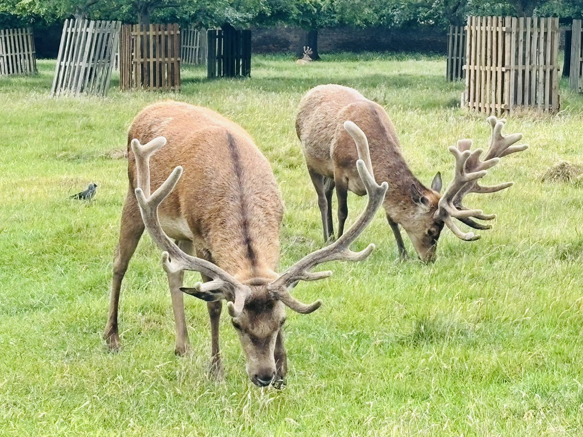 MissCDFarran's tweet image. Wondrous 14-mile hike starting in #HattonCross and ending in #HamptonCourt. Iβve never managed to see π¦ so close up until now! πππΌββοΈπ₯Ύ