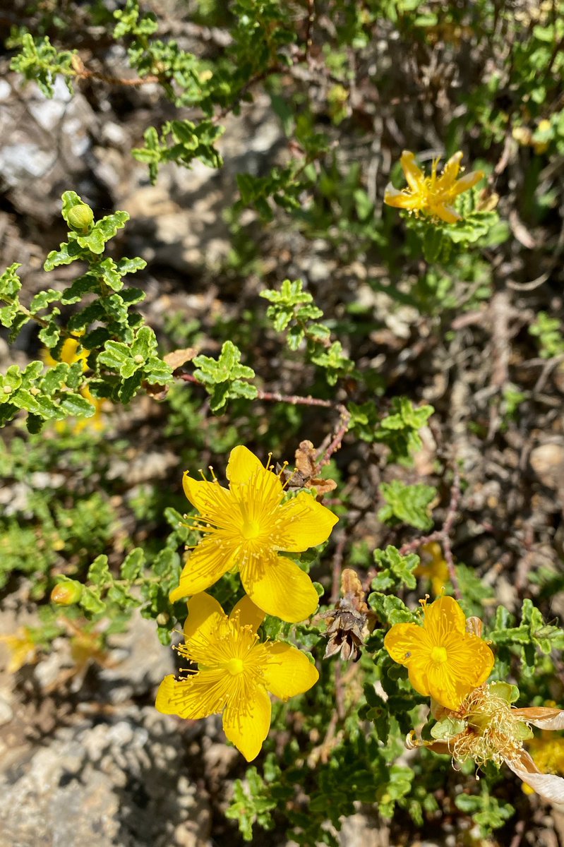 Una finestra des de l'espai tweet media