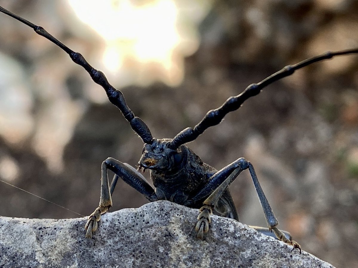 Una finestra des de l'espai tweet media