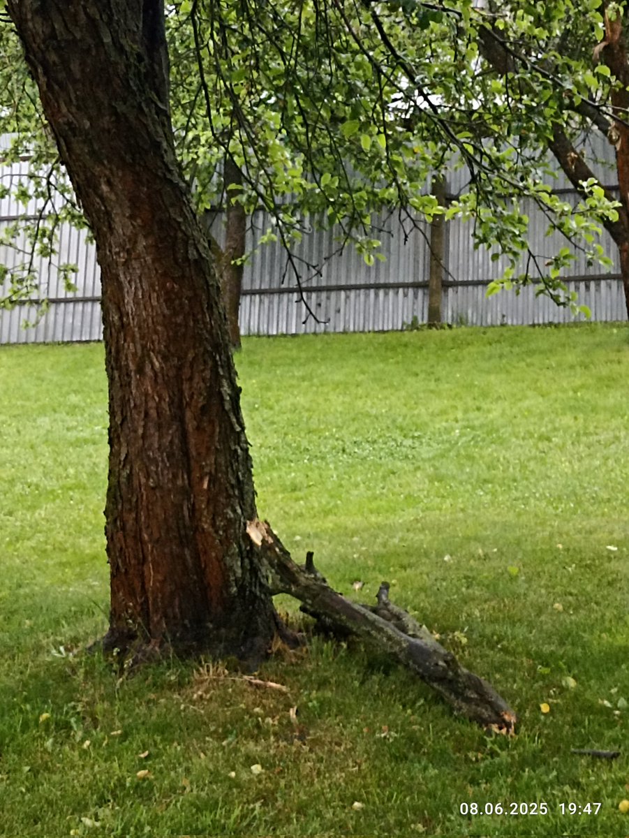 Гроза пролетела… 
Кусок яблони отвалился… пока даже не понятно, как и что… Фоткаю с крылечка, дождь еще льет.