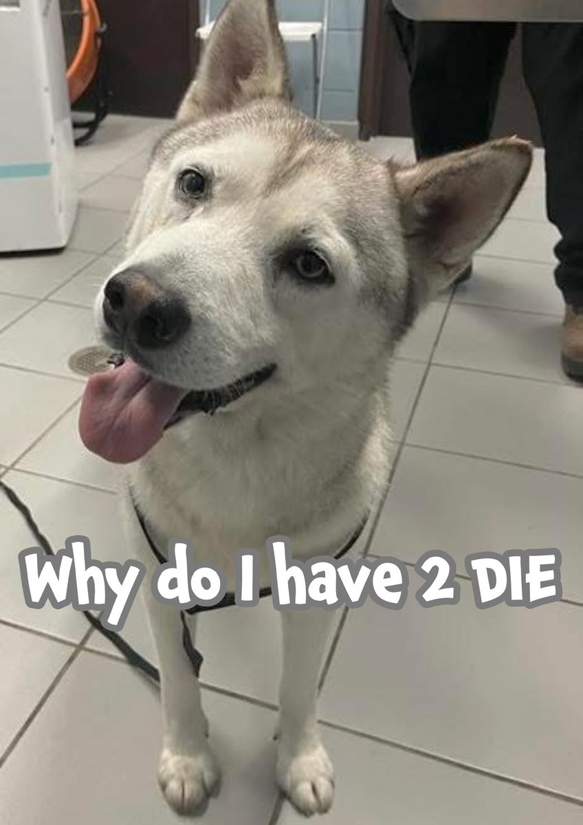 🆘WILLOW'S DESPERATE PLEA
He DIES TOMORROW🔥6/9🔥
#A381317
STUNNING silvery white fox
Husky 15mth what a BEAUTY!
Super friendly, playful, loves dogs &amp; lots of cuddles
HEARTBROKEN in depressing shelter but ever hopeful🤞
Plz #PLEDGE4rescue don’t let his wagging tail stop forever🙏🏻