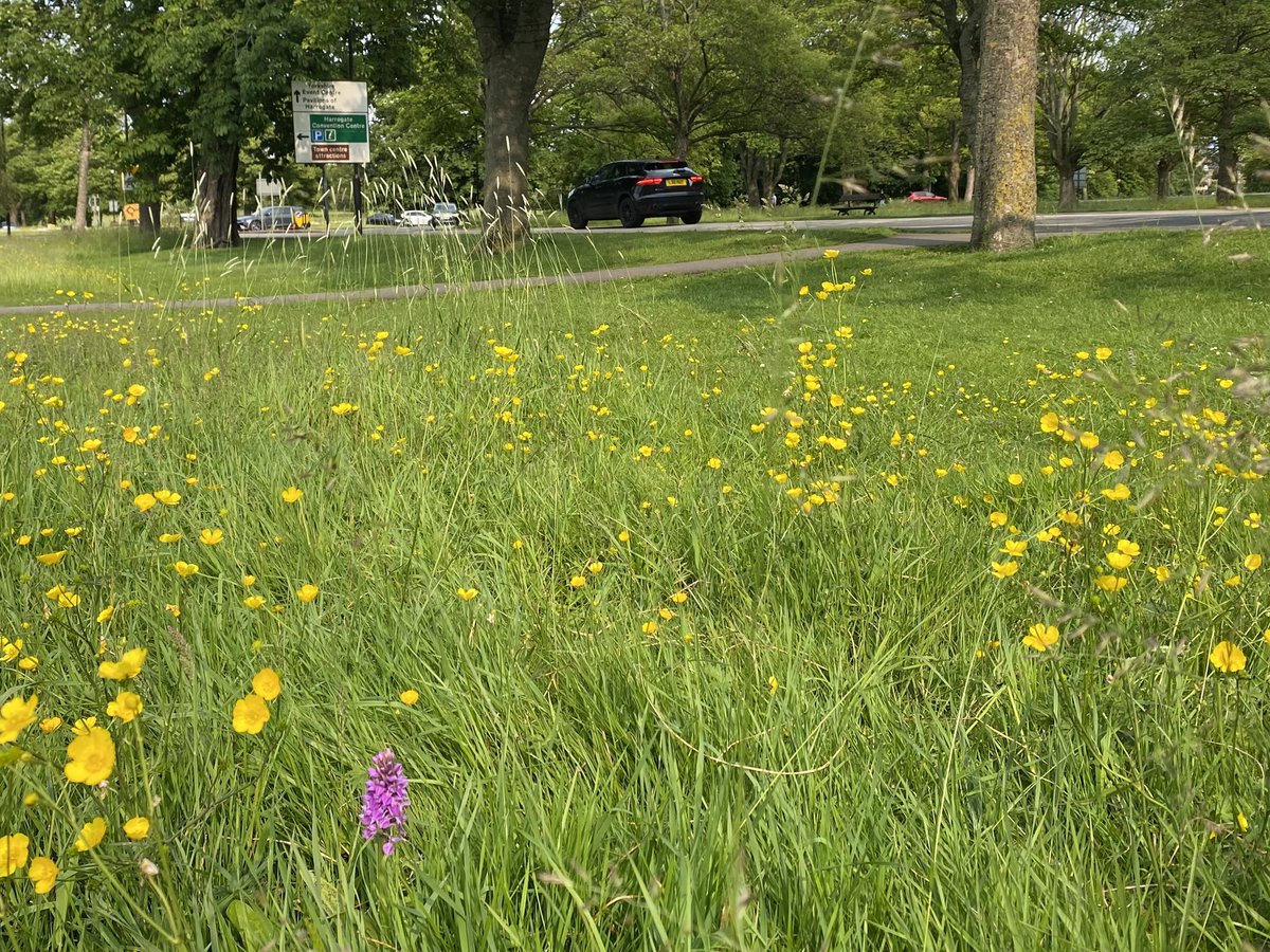 Kevin Walker (@bsbiscience) on Twitter photo What happens when you don’t cut the grass? Rare orchids appear! Southern Marsh Orchid (Dactylorhiza praetermissa) recorded for the first time on The Stray, Harrogate in an area left uncut for biodiversity. Found by <a href="/clare_pinches/">clare pinches</a>. Well done <a href="/northyorksc/">North Yorkshire Council</a> Good news <a href="/thestrayferret/">The Stray Ferret</a> What happens when you don’t cut the grass? Rare orchids appear! Southern Marsh Orchid (Dactylorhiza praetermissa) recorded for the first time on The Stray, Harrogate in an area left uncut for biodiversity. Found by <a href="/clare_pinches/">clare pinches</a>. Well done <a href="/northyorksc/">North Yorkshire Council</a> Good news <a href="/thestrayferret/">The Stray Ferret</a>