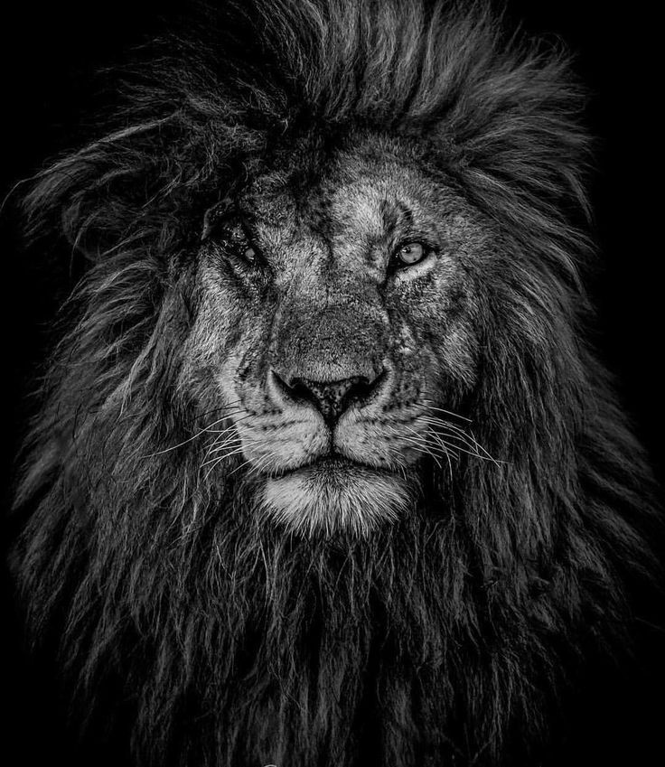 The lion doesn't concern himself with pain and fatigue