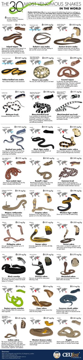 30 most venomous snakes in the world