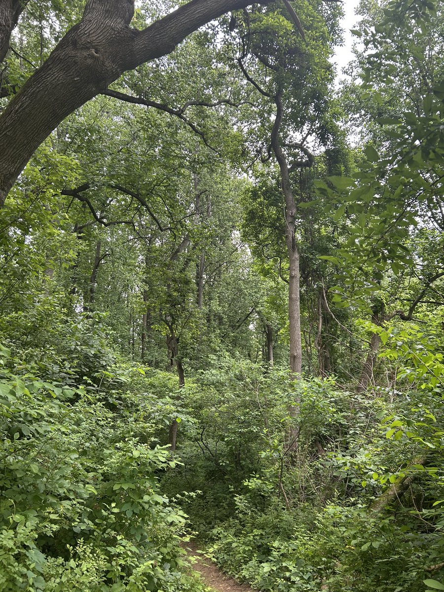 Essau1969's tweet image. #SundayFunday #Foray 🍄 #Forage #Hike 🥾 #IntoTheWoods 👀💫😎