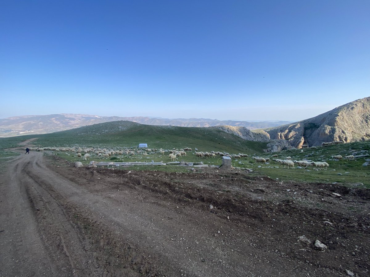 WhitleyBirder's tweet image. Incredible morning up in the mountains of Aladaglar National Park - 10 lifers for me including the key target in Caspian Snowcock. Some other quality species on offer were Radde’s Accentor, Red-fronted Serin, Crimson-winged Finch and Finsch’s Wheatear to name a few - mega!