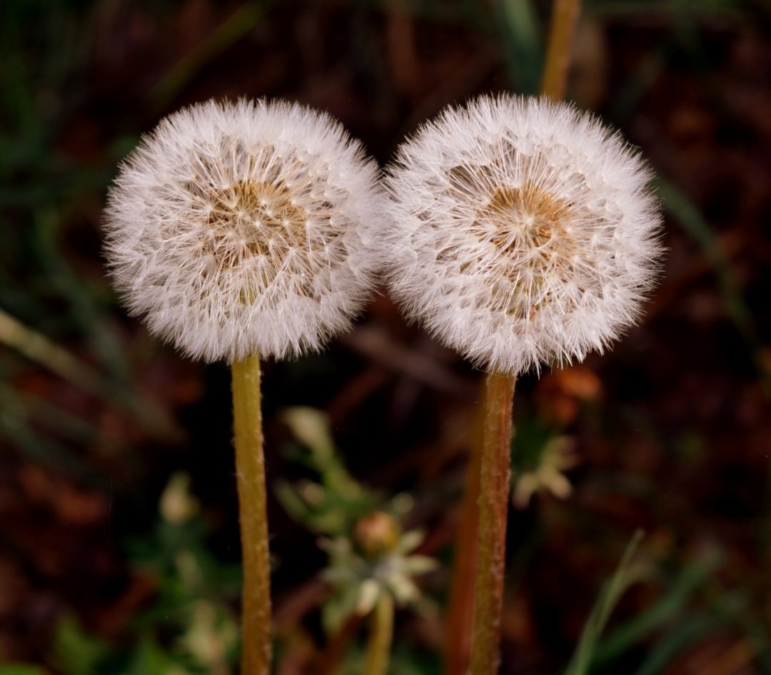 28MaaikeVogel09's tweet photo. #goedeavond
Vandaag #8juni is #dag8 van #Junieke_Fotografie initiatief van @bkfotobetsy
Vandaag staat in het teken van #paardenbloem
Een bloem die ik nog niet veel op de foto heb. Met de vlinder is pas gemaakt de ander is van langer geleden.
#fijnezondag avond en #genietervan https://t.co/O0EsqACM5g
