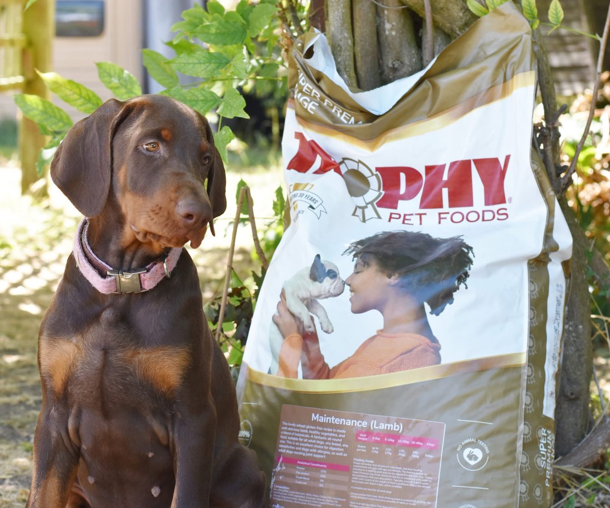 Our Super Premium Maintenance (Lamb)  is one of our best sellers, for good reason! It's wheat gluten free, is packed with succulent Lamb, nutritious Veg &amp; an unique blend of botanicals, it's fantastic for dogs who suffer from sensitive tummies, with allergies or joint problems