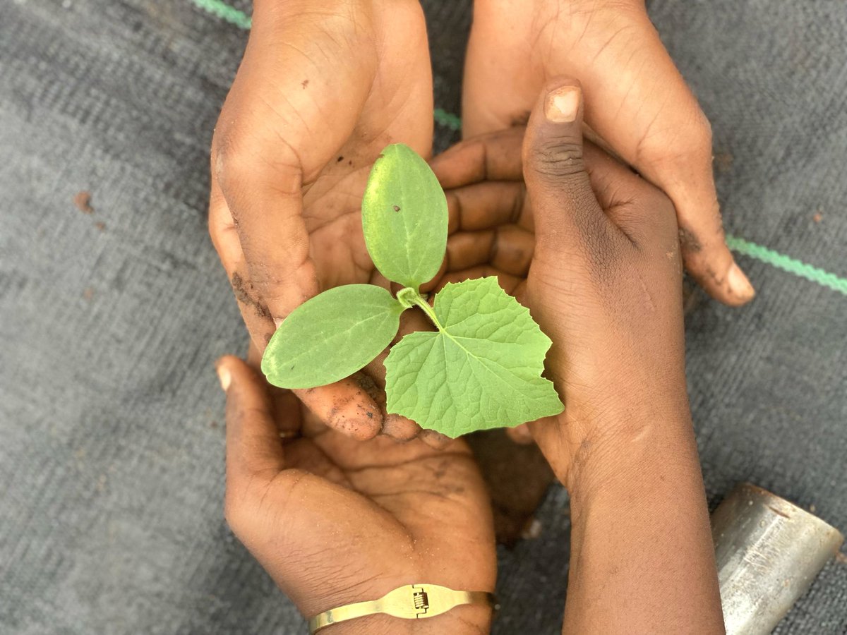 Precious_Shines's tweet photo. LAST 30 DAYS ON THE FARM AS A COHORT 10 PARTNER.

DAY 15— One Innovative Idea You Have For Improving Farming.

I have a lot I am eager to bring a solution to in agriculture within our region Nigeria but I will be starting with BACKYARD/VERTICAL FARMING.

#smartfarming https://t.co/gseRt1Qn5u