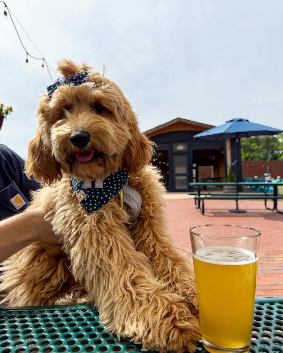 Patio hangs are better with pups and pints 🍻🐾

🐶: <a href="/marcelo/">Marcelo Rodriguez</a>.thegoldendoodle