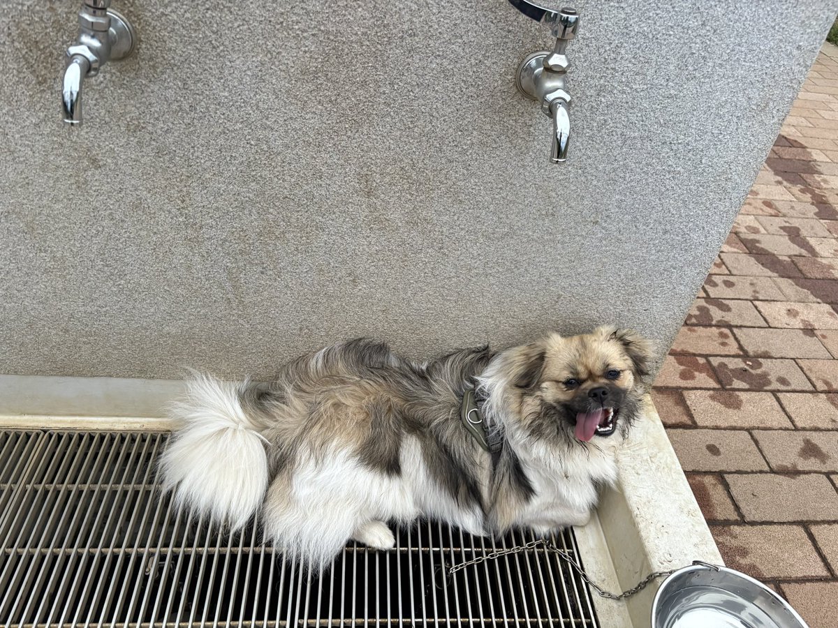 NTibbie's tweet photo. 今日は10ヶ月の月誕生日
いつものようにお友達と遊んで休憩してまた遊んでいたら
夕焼けが空いっぱいに広がって
一日楽しく過ごせました

多謝

#森チ #チベタンスパニエル #tibetanspaniel https://t.co/oynpN2AQVj