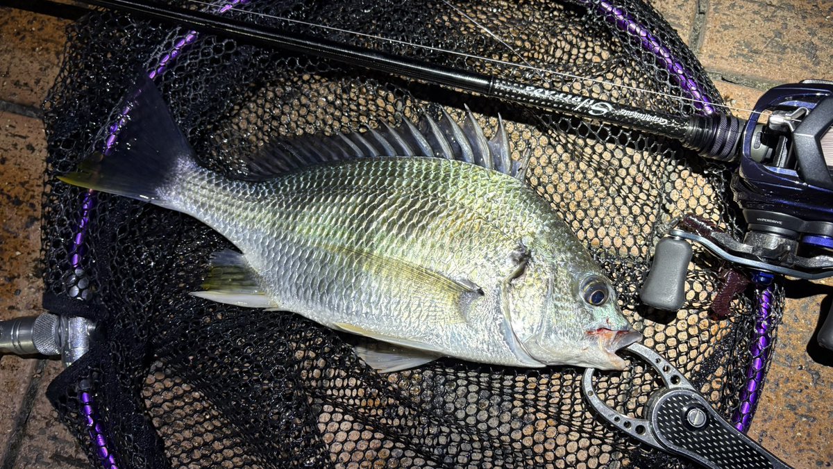 spiralmyheart's tweet photo. 週末の釣果、
あとアジも釣れた。
#オリムピック
#23GSILC762ML
#Daiwa
#SVTW80XHL
#アーバンツイスター
#ClearBlue
#57BFAny
#月下美人AIRTW
#プログレ
#アジミルク
#ベイトアジング
#ソルトベイトフィネス https://t.co/TPeuEytm1r