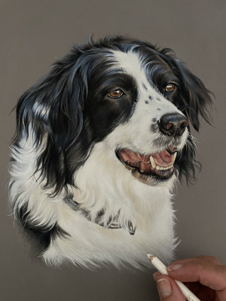 Hi everyone 👋

Meet Samba 😍
Pastel on pastelmat and travelled to Spain to be gifted ☺️

#portrait #pastelpainting #dogportrait #drawing #artist