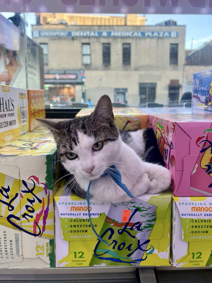 Bodega Cats (@bodegacats_) on Twitter photo 