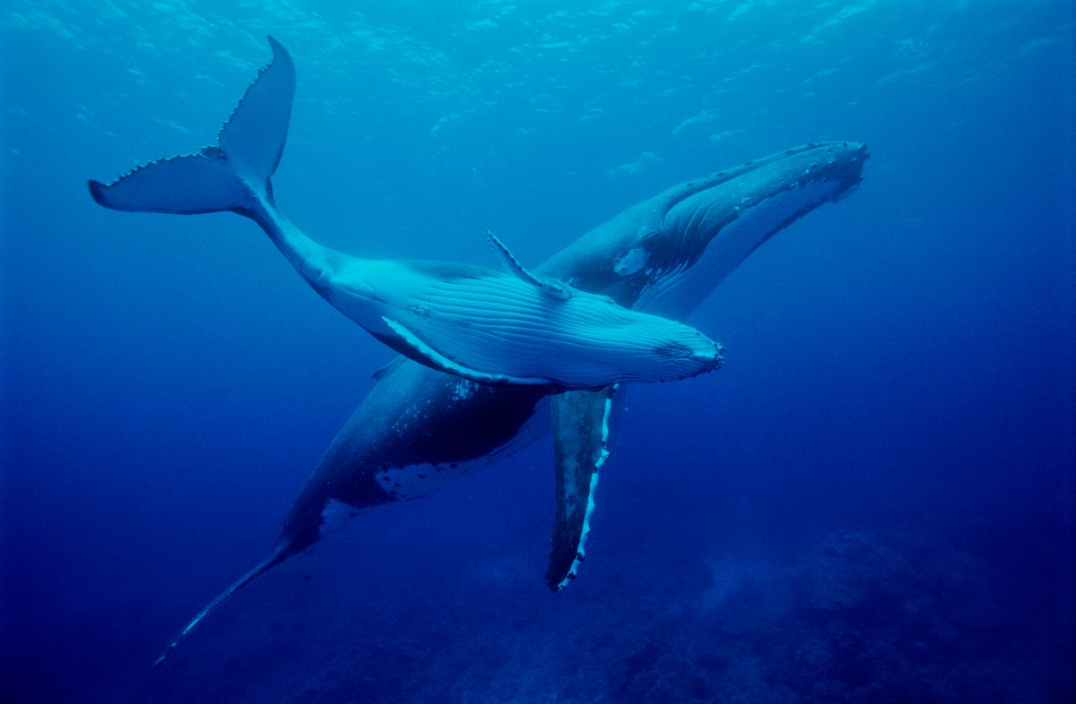 Fonds français pour l'environnement mondial (FFEM) tweet media