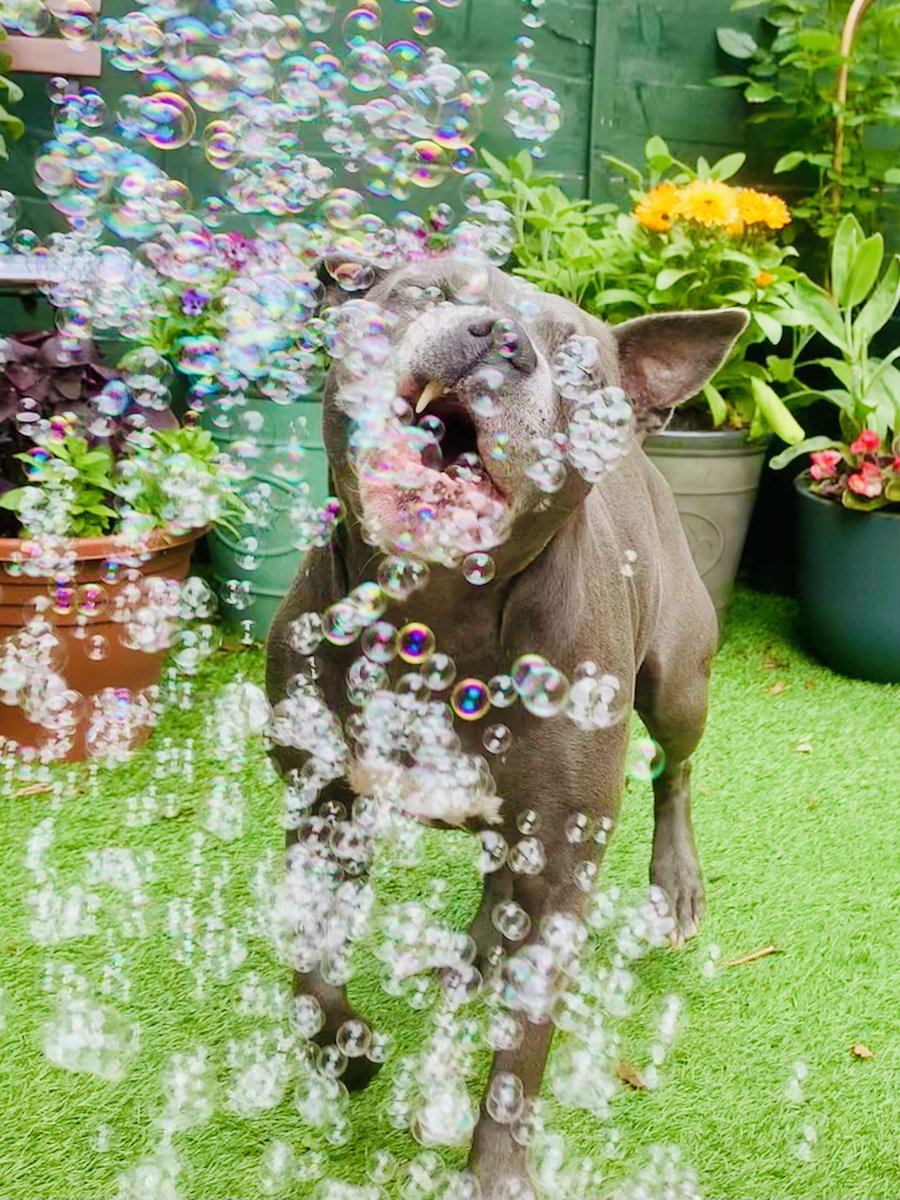 IsaMary2021's tweet image. #IsaMary #BubbleBandit #PuppyPlaytime #CuteDogs