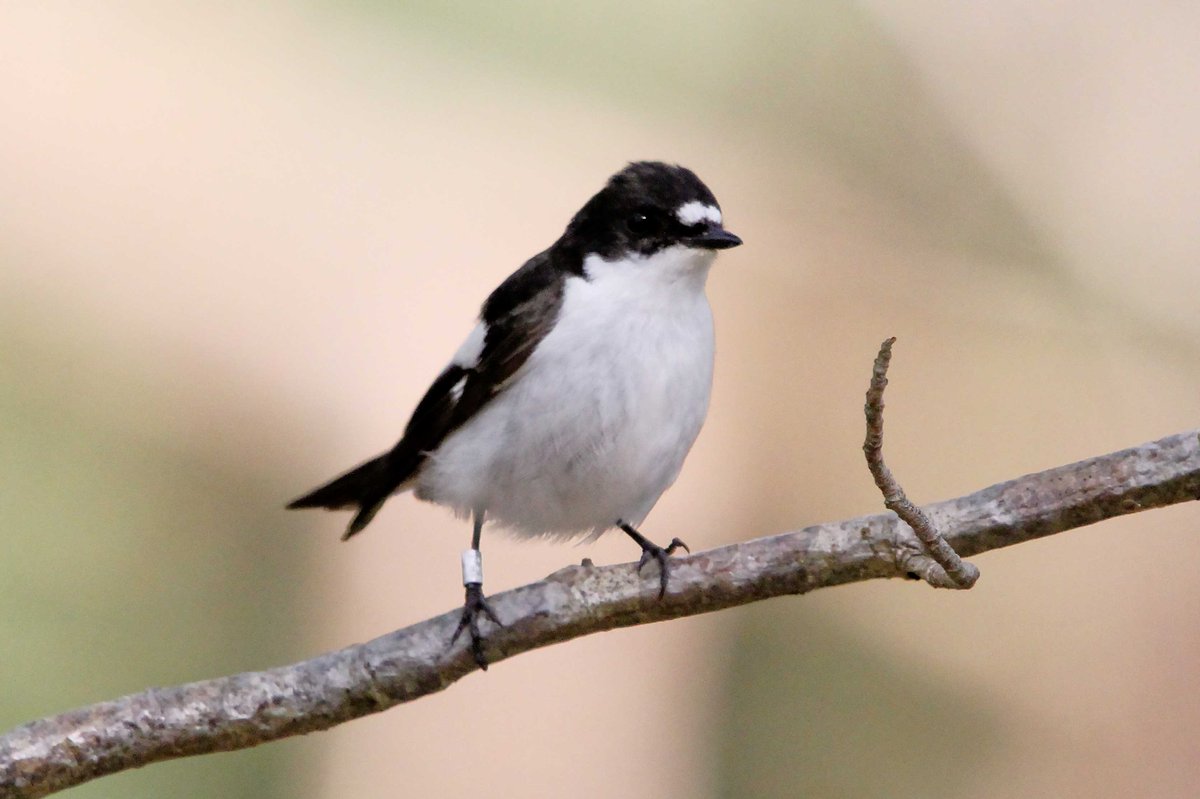 MrSteveyJames's tweet image. On my way back from Manchester, called in the #peakdistrict #Derbyshire Wednesday, was nice to see this pair of Pied Flycatchers, crap light #TwitterNatureCommunity #TwitterNaturePhotography @Derbyshirebirds @DerbysWildlife @NatureUK @BBCSpringwatch @shefbirdstudy @Natures_Voice