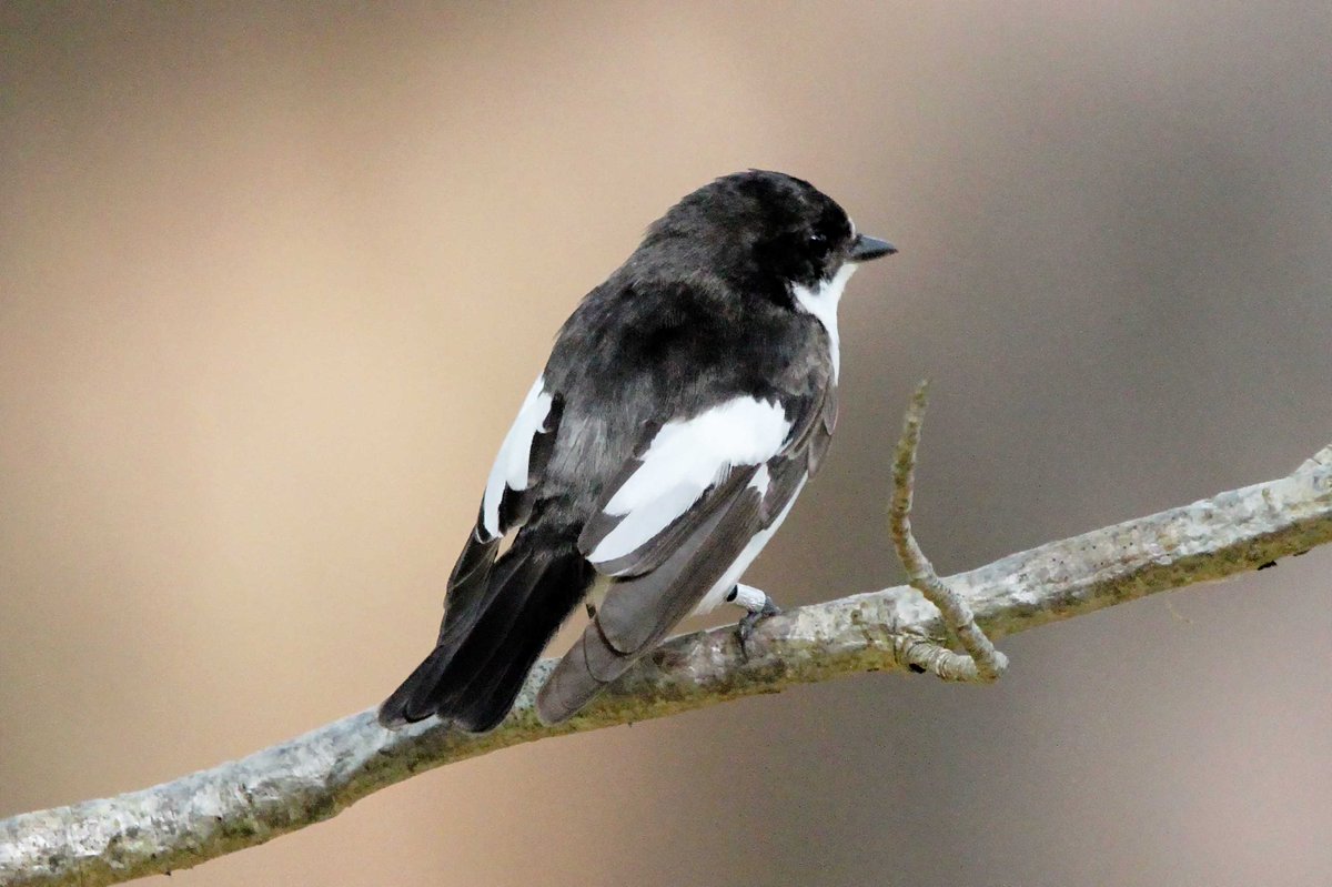 MrSteveyJames's tweet image. On my way back from Manchester, called in the #peakdistrict #Derbyshire Wednesday, was nice to see this pair of Pied Flycatchers, crap light #TwitterNatureCommunity #TwitterNaturePhotography @Derbyshirebirds @DerbysWildlife @NatureUK @BBCSpringwatch @shefbirdstudy @Natures_Voice