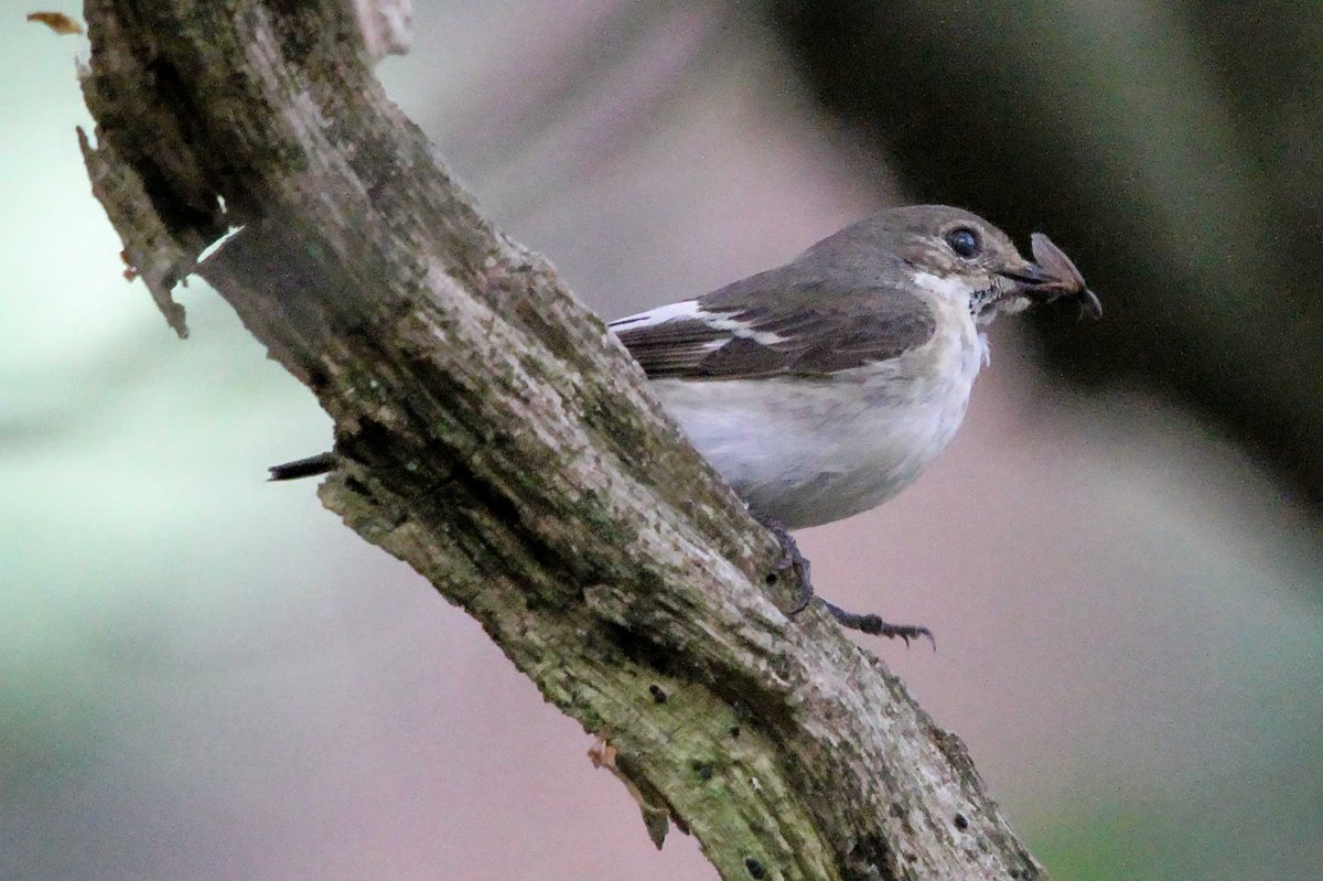 MrSteveyJames's tweet image. On my way back from Manchester, called in the #peakdistrict #Derbyshire Wednesday, was nice to see this pair of Pied Flycatchers, crap light #TwitterNatureCommunity #TwitterNaturePhotography @Derbyshirebirds @DerbysWildlife @NatureUK @BBCSpringwatch @shefbirdstudy @Natures_Voice
