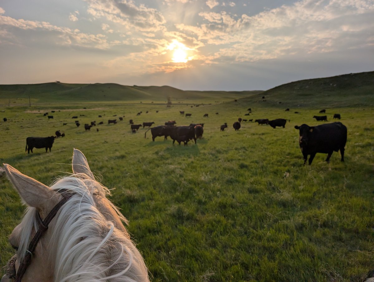Nice evening to check cows