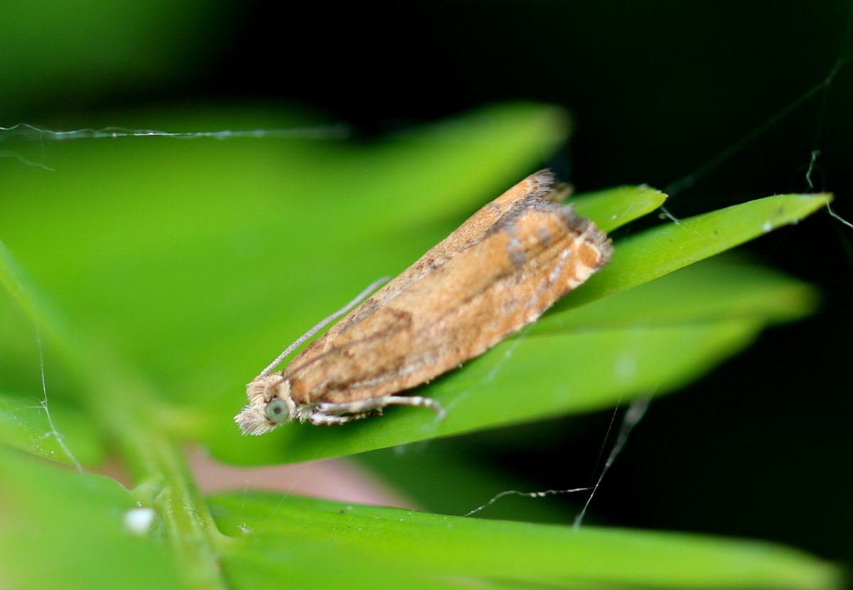 Tussen de buien door een klein zondags rondje erf 📸

#dambordvlieg 🪰 (1 vd vele soorten; eten dood materiaal)
#OranjeOogbladroller 🦋 (1 vd 3 soorten oogbladrollers hier)

#insectenopdeboerderij #wiekijktdieziet 🧐