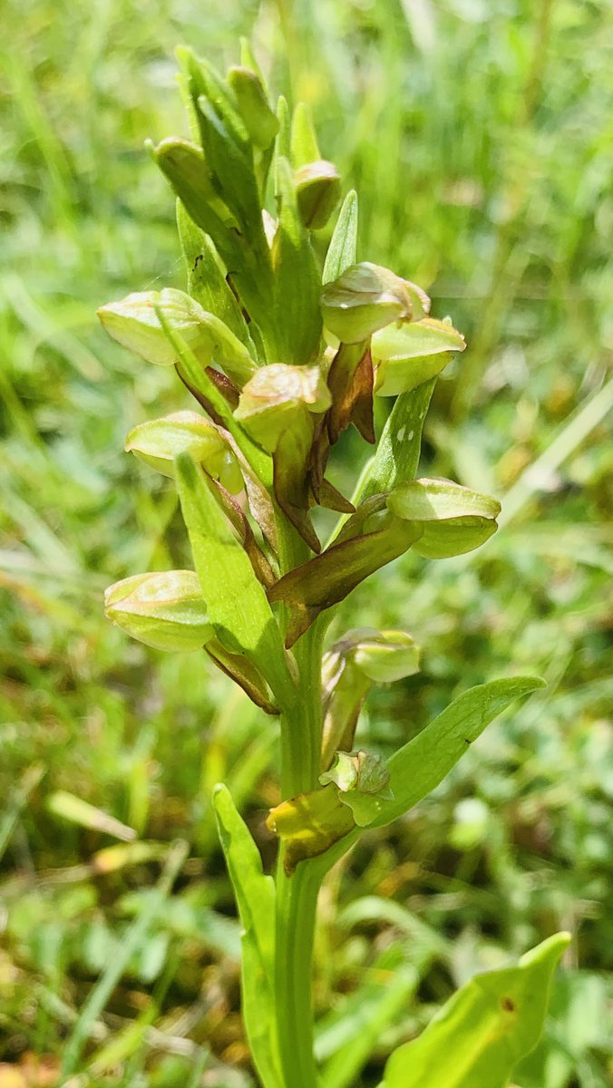 jamko69's tweet photo. Frog Orchid from the South Downs NP, West Sussex @Sussex_Botany @SussexWildlife  @ukorchids https://t.co/SwX6GX8zJC