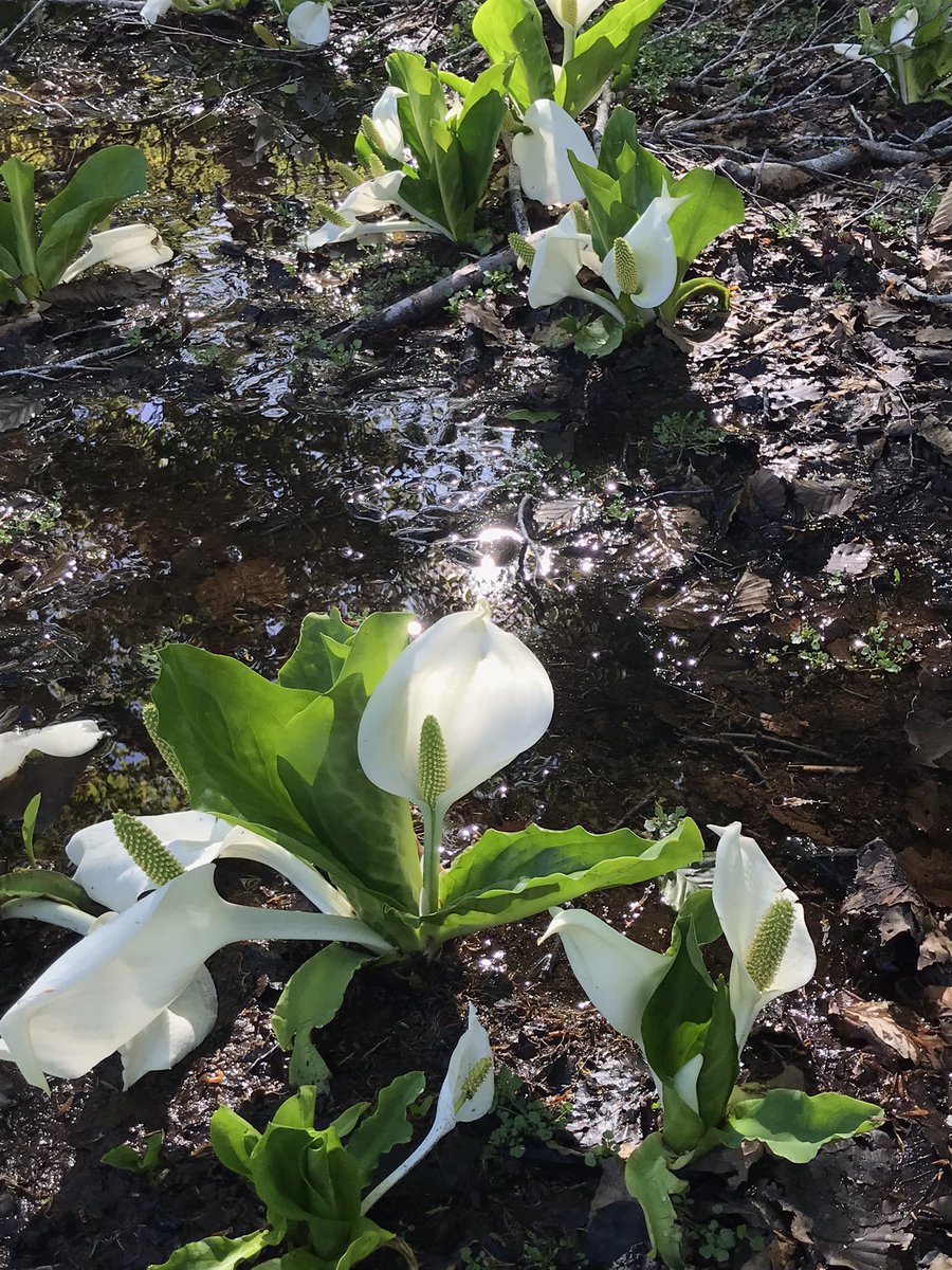 tsune1783's tweet photo. 今の時期の尾瀬、水芭蕉の他は立金花、タテヤマリンドウ、ショウジョウバカマくらいかな。一つだけ見つけたのはネコノメソウかな https://t.co/JL4Bc22YmA