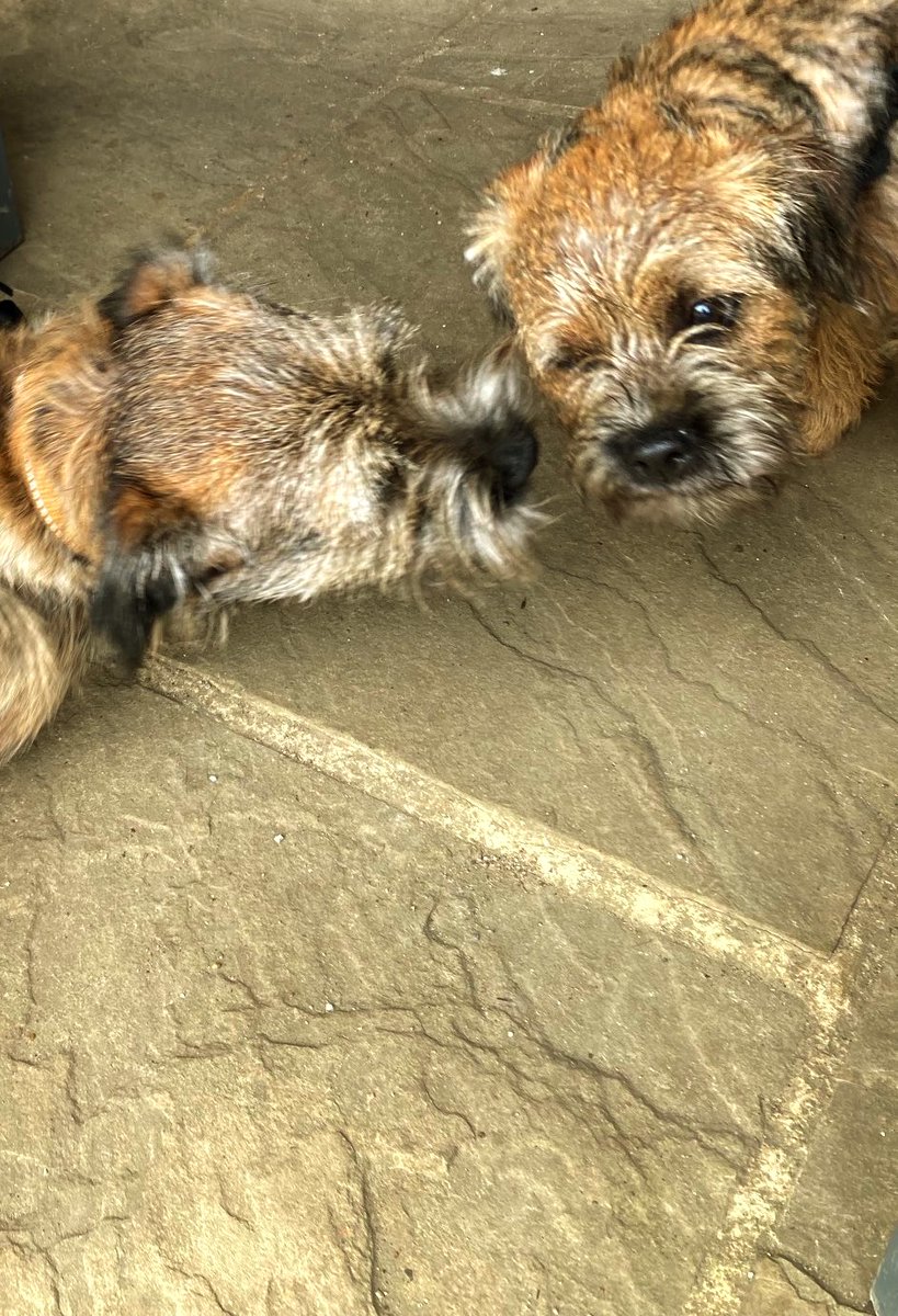 BertieTheBorder CBE (@bertietheborder) on Twitter photo Had a fantastic day yesterday with my #btposse pals at the #stowetweetup. Great to meet George <a href="/bthooligan/">George, baby furbro to Sid ๐ OTRB</a>. I am just updating him in this picture on btposse business ๐พ ๐พ Had a fantastic day yesterday with my #btposse pals at the #stowetweetup. Great to meet George <a href="/bthooligan/">George, baby furbro to Sid ๐ OTRB</a>. I am just updating him in this picture on btposse business ๐พ ๐พ