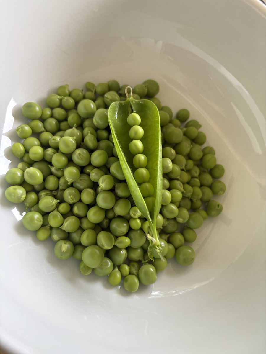 Gotta love spring in the mountains.  Shelling peas on a wet morning is so much better for the soul than watching the current political chaos in Washington.