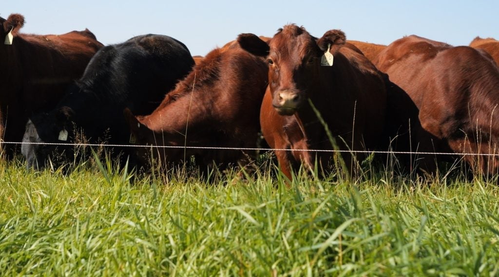 realagriculture's tweet photo. Beef Market Update: Cattle markets continue to sizzle, sticking with the seasonal trend: https://t.co/wCrggAqLKf 

#cdnag #ontag #westcdnag #BeefMarketUpdate https://t.co/NKjo8E9HiU