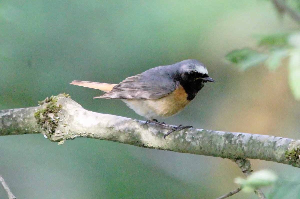 MrSteveyJames's tweet image. On my way back from Manchester, called in the #peakdistrict #Derbyshire on Wednesday, was nice to see this pair of Redstarts in crap light #TwitterNatureCommunity #TwitterNaturePhotography @Derbyshirebirds @DerbysWildlife @NatureUK @BBCSpringwatch @shefbirdstudy @Natures_Voice