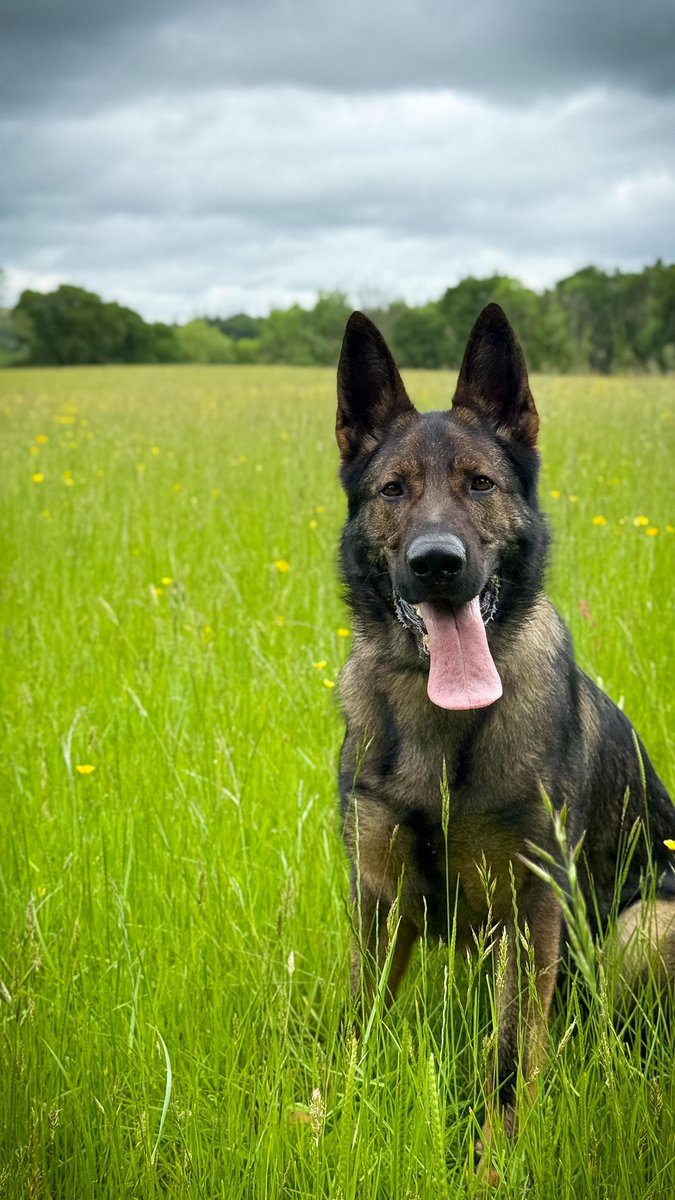 DevonPoliceDogs's tweet image. 💥Saka has had a busy few shifts this week helping locate & detain three suspects on a burglary spree breaking into multiple properties in Exminster attempting to steal high value vehicles before garden hoping trying to hide & then tracking to a suicidal female on a cliff edge💥