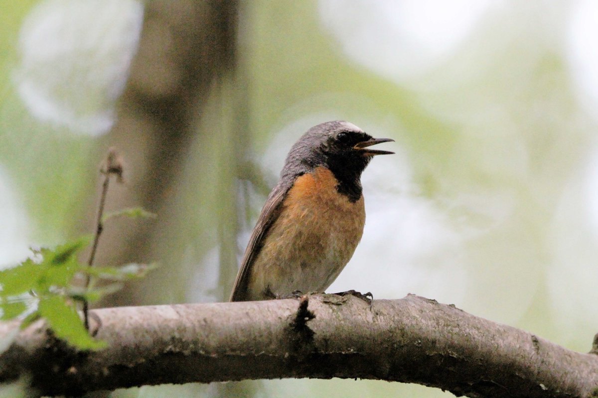 MrSteveyJames's tweet image. On my way back from Manchester, called in the #peakdistrict #Derbyshire on Wednesday, was nice to see this pair of Redstarts in crap light #TwitterNatureCommunity #TwitterNaturePhotography @Derbyshirebirds @DerbysWildlife @NatureUK @BBCSpringwatch @shefbirdstudy @Natures_Voice