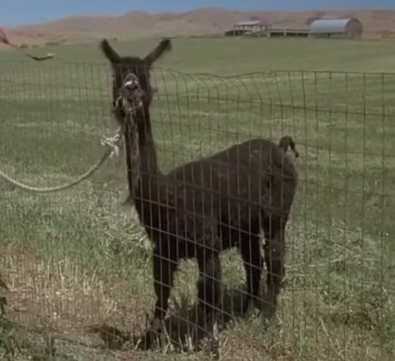 TakeMyTakes's tweet photo. Battle of the Llamas!! Comment your favorite 🦙! 
❤️ for Tom
😊 for Tina
@NBCNightlyNews https://t.co/il8tff19TI