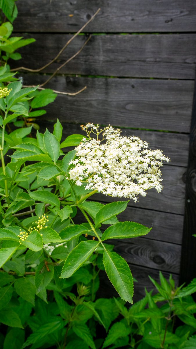 podbukovc's tweet image. Elderflower season is here, and our farm is wrapped in its soft, sweet scent. 🌸💚

#Elderflower #Podbukovc #SimpleLiving #Slovenia #SlowLiving