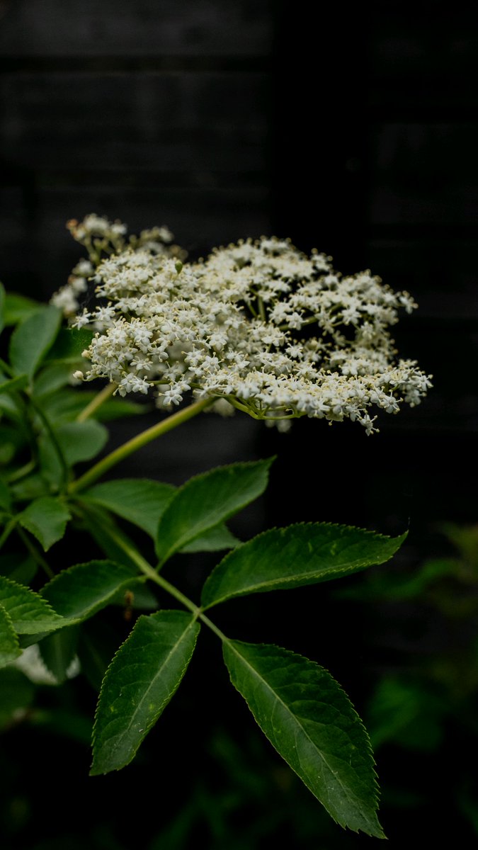 podbukovc's tweet image. Elderflower season is here, and our farm is wrapped in its soft, sweet scent. 🌸💚

#Elderflower #Podbukovc #SimpleLiving #Slovenia #SlowLiving