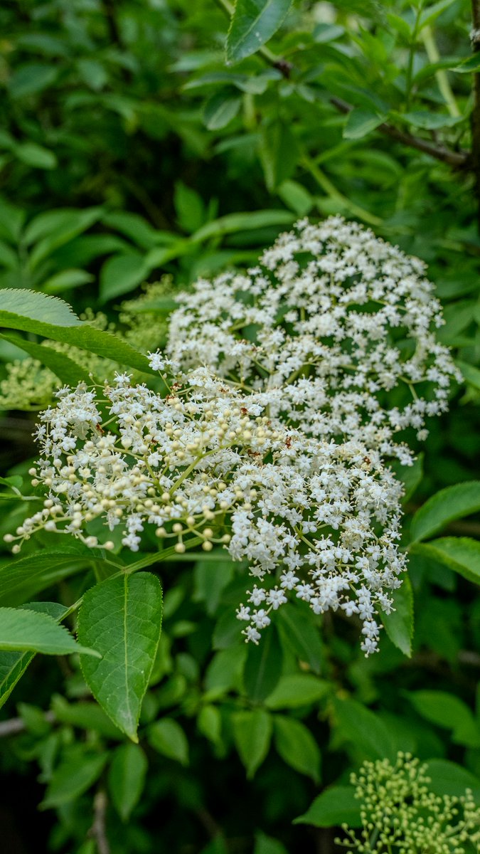 podbukovc's tweet image. Elderflower season is here, and our farm is wrapped in its soft, sweet scent. 🌸💚

#Elderflower #Podbukovc #SimpleLiving #Slovenia #SlowLiving