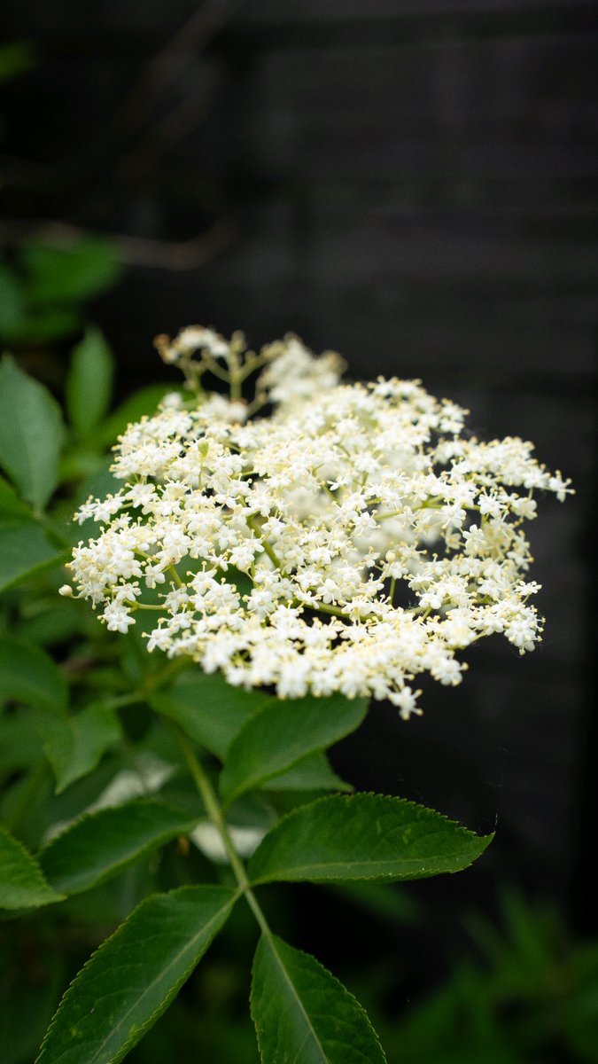 podbukovc's tweet image. Elderflower season is here, and our farm is wrapped in its soft, sweet scent. 🌸💚

#Elderflower #Podbukovc #SimpleLiving #Slovenia #SlowLiving