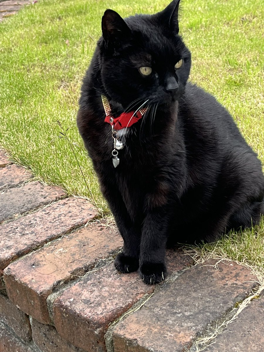 Magicpanfur's tweet image. Iβm backβοΈβοΈ
Mum has finally got back in! πΉπΉ
Still doing mine #Hedgewatch
Gotta a lot of catching up to do, how is mine furrends doing?
#imback π»π»π»