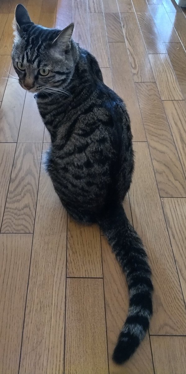 gom_neko's tweet photo. 迷い猫捜索中です。
拡散お願い致します。
何処にもいるキジトラ猫ですが、、キジトラ情報お待ちしております！
沢山の人の目に止まりますように！

【特徴】
顔の横の柄が矢印みたいな柄。繋がってます
長尾
 #川口市
 #埼玉県
 #前川から居なくなりました
 #顔の柄が特徴的です
 #長尾
 #大きい猫 https://t.co/46MQqlBOMh
