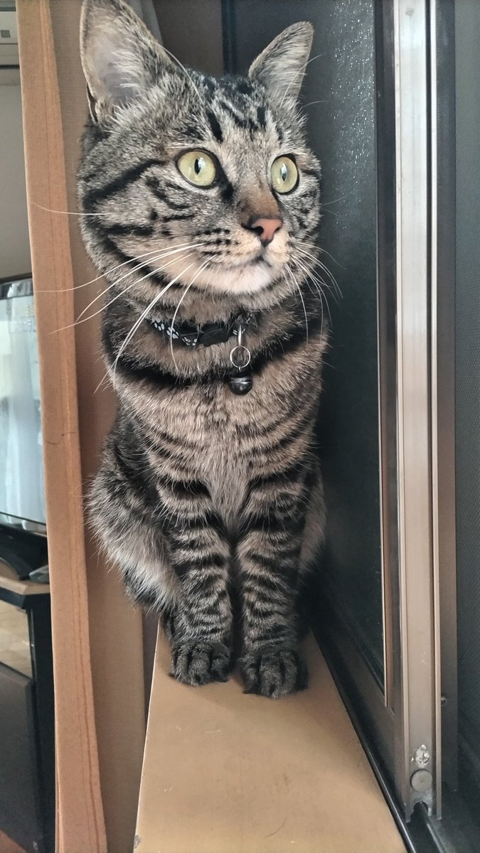 gom_neko's tweet photo. 迷い猫捜索中です。
拡散お願い致します。
何処にもいるキジトラ猫ですが、、キジトラ情報お待ちしております！
沢山の人の目に止まりますように！

【特徴】
顔の横の柄が矢印みたいな柄。繋がってます
長尾
 #川口市
 #埼玉県
 #前川から居なくなりました
 #顔の柄が特徴的です
 #長尾
 #大きい猫 https://t.co/46MQqlBOMh