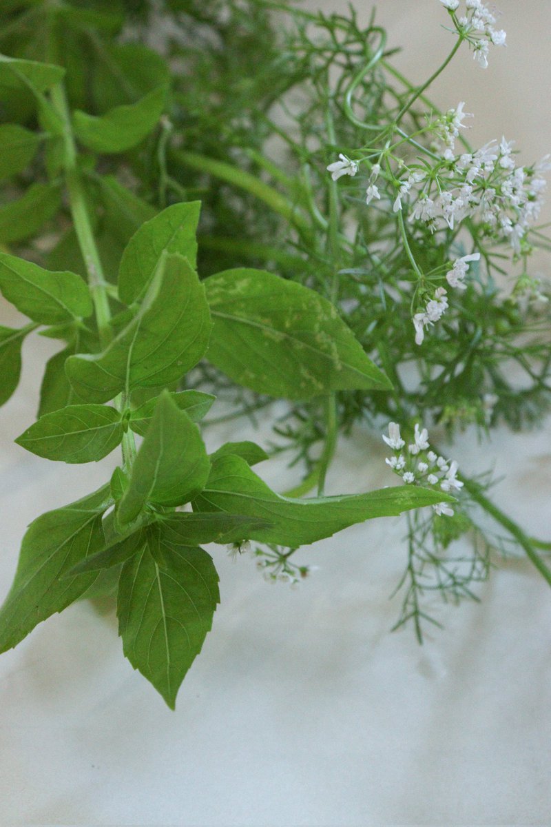 _bubblue's tweet image. Coentro e manjericão daqui de casa 🌱🥺🤏🏼💙