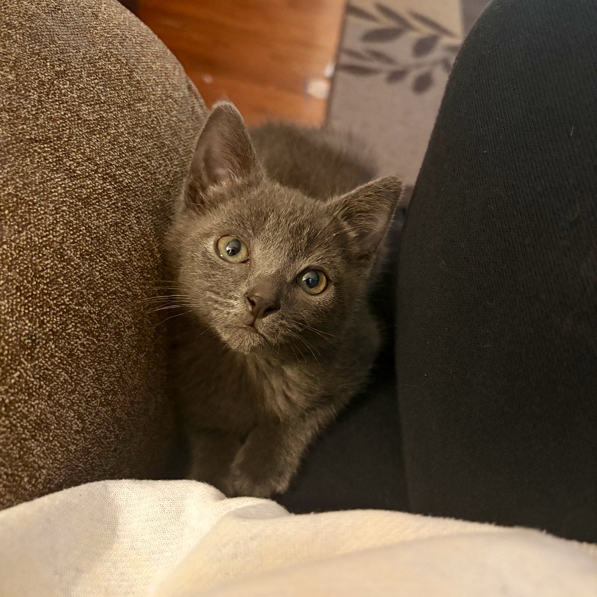 584 days sober today.

hard earned. no selfie of me, because I look exhausted &amp; terrible. but here’s my kitten.