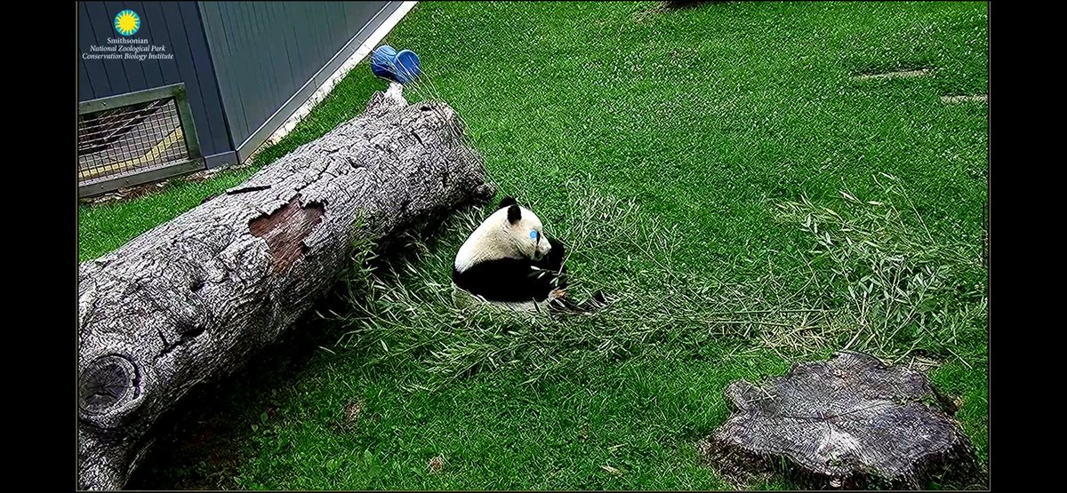 Princess Pinky 1st of Her Name & Mother of Pandas (@pinkypanda0823) on Twitter photo Gmly!! I think <a href="/BaoLiPanda/">Bao Li</a> is working on his hooman impression, and <a href="/qingbaopandadc/">Qing Bao Panda</a> is using some of <a href="/dou_ban/">DouBanPanda</a> ‘s Boophora line!! Gmly!! I think <a href="/BaoLiPanda/">Bao Li</a> is working on his hooman impression, and <a href="/qingbaopandadc/">Qing Bao Panda</a> is using some of <a href="/dou_ban/">DouBanPanda</a> ‘s Boophora line!!