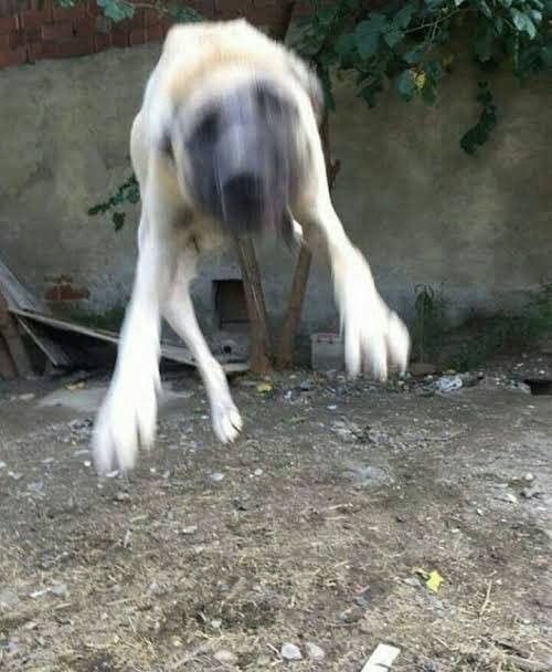 Dios mío que temblor tan hijueputa