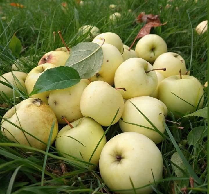 Ilikeangell's tweet image. Papierowe jabłka 🍏
Daj ♥️ jak pamiętasz